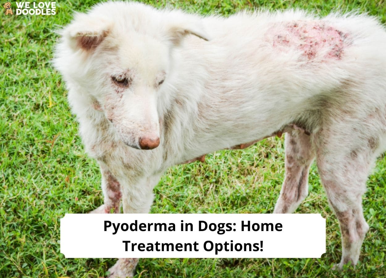 Pyoderma In Dogs: Home Treatment Options!