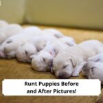 Runt-Puppies-Before-and-After-Pictures-All-You-Need-to-Know-template