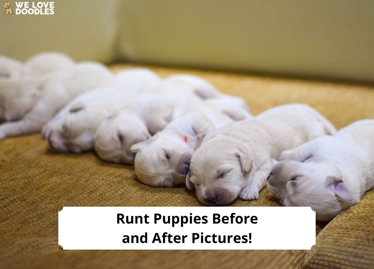 Runt Puppies Before and After Pictures All You Need to Know! (2023