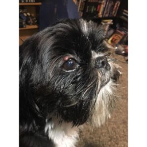 What-Is-The-Treatment-For-Eye-Cyst-In-Dogs