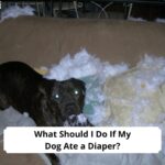 What-Should-I-Do-If-My-Dog-Ate-a-Diaper-template