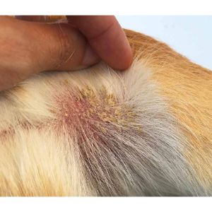 What-is-a-Scab