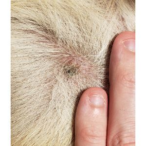 Why-Does-My-Dog-Have-Crusty-Scabs
