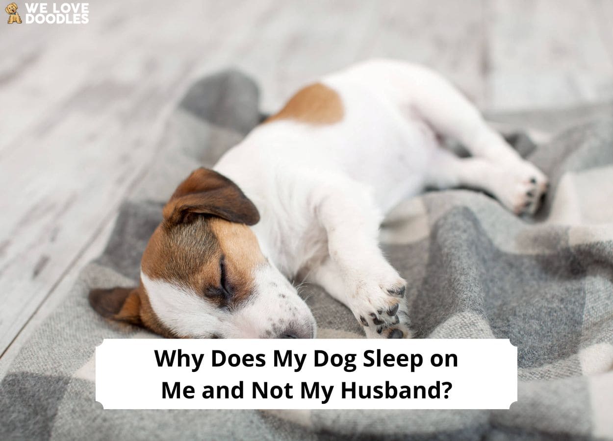 Why Does My Dog Sleep on Me and Not My Husband? (2024) - We Love Doodles