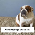 Why-Is-My-Dogs-Urine-Dark-template