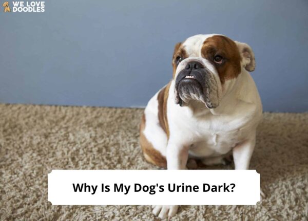 Why Is My Dog S Urine Dark And What Does It Mean   Why Is My Dogs Urine Dark Template 600x432 