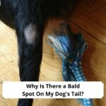 Why-Is-There-a-Bald-Spot-On-My-Dogs-Tail-template