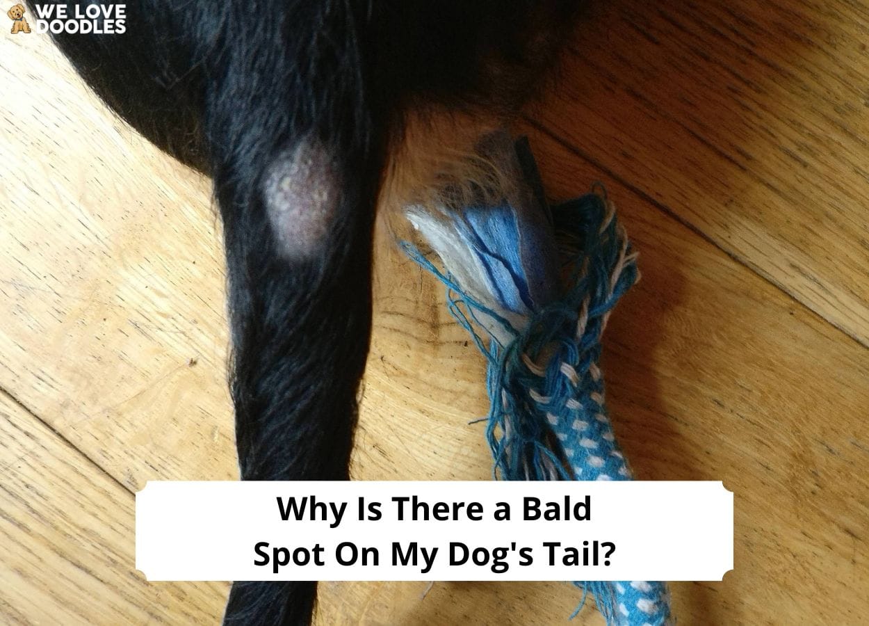 why-is-there-a-bald-spot-on-my-dog-s-tail-common-causes