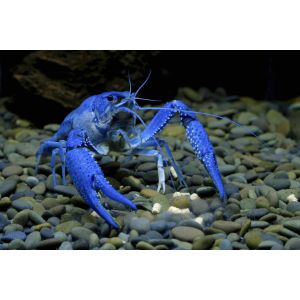 Why-Should-You-Get-A-Pet-Lobster