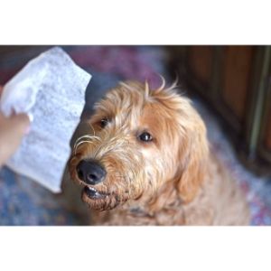 Are-Dryer-Sheets-Dangerous-to-Dogs