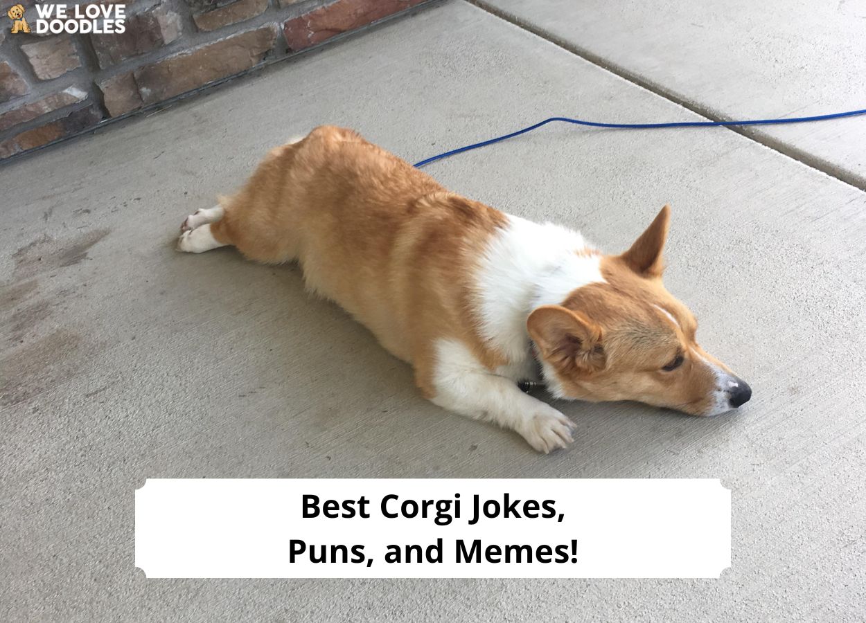 Best Corgi Jokes, Puns, and Memes! (2024) - We Love Doodles