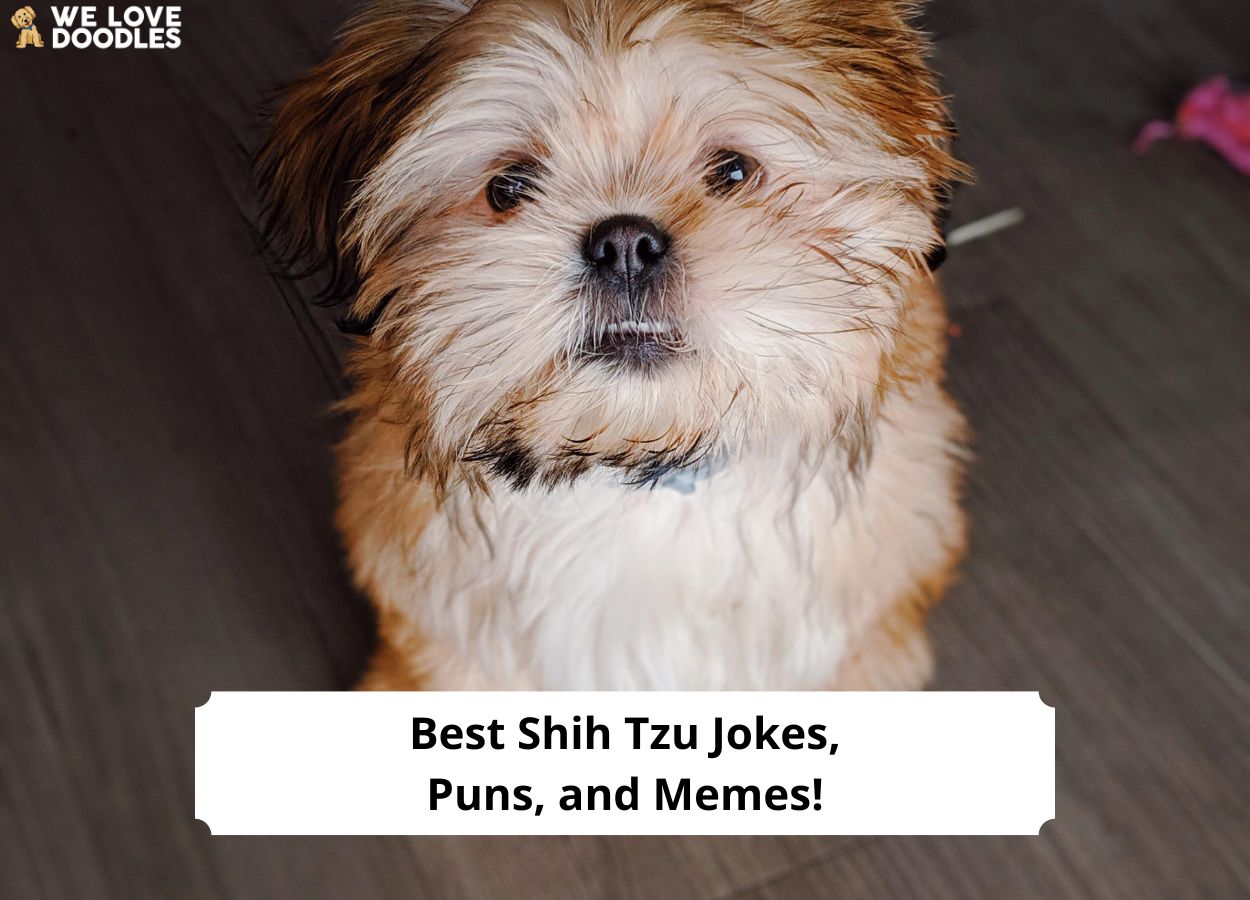 Best Shih Tzu Jokes, Puns, and Memes! (2024) - We Love Doodles