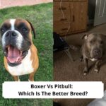 Boxer-Vs-Pitbull-Which-Is-The-Better-Breed-template