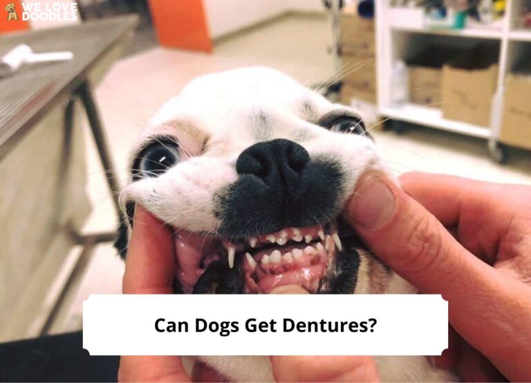 Can-Dogs-Get-Dentures-template