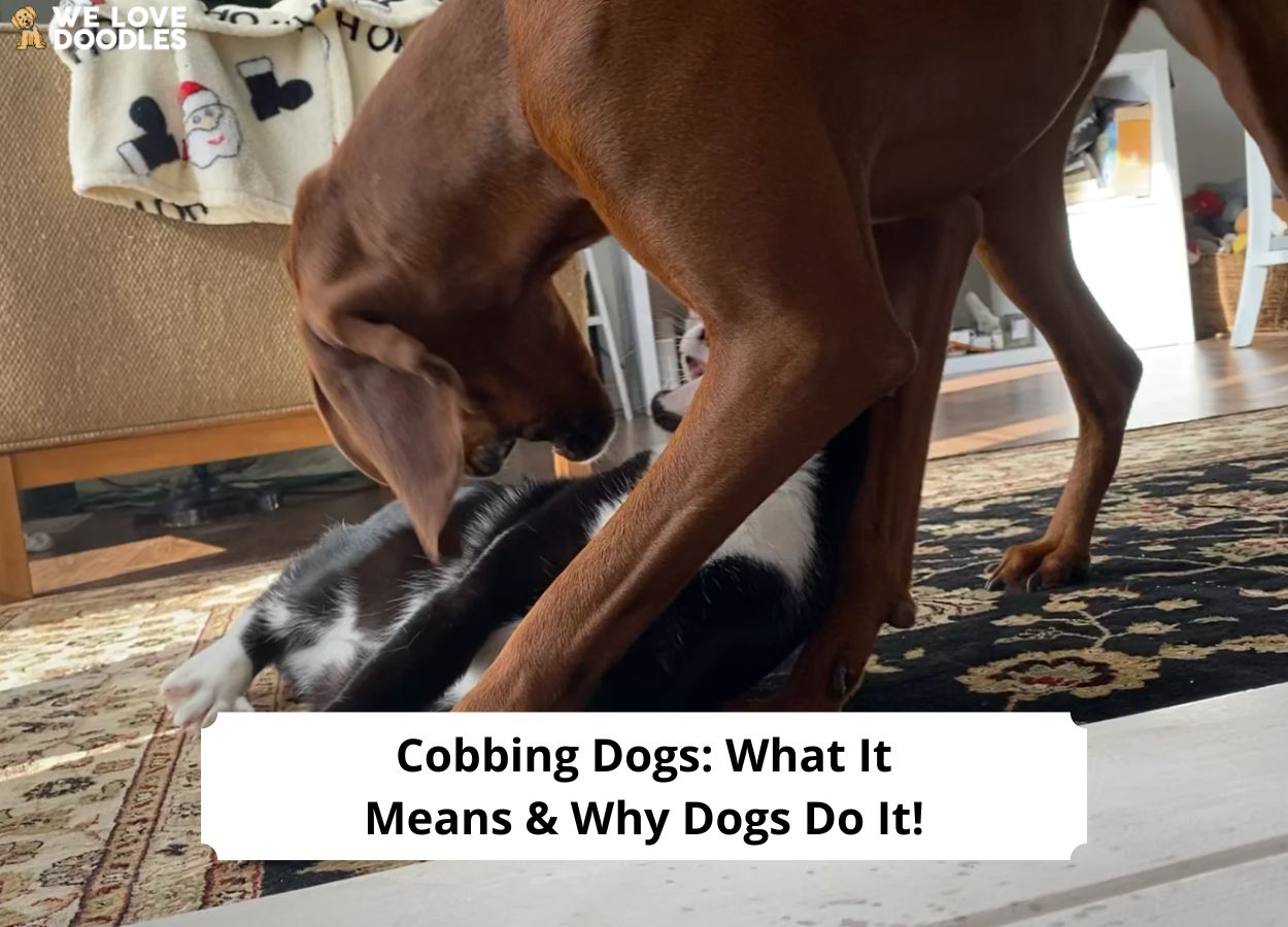 Why Do Dogs Like Cobbing?