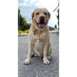 Conclusion-For-Dudley-Labs-Guide-A-Unique-Breed-Of-Dog