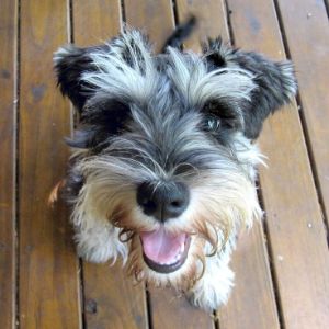 Conclusion-For-Giant-Schnauzer-Bite-Force-One-Of-The-Strongest