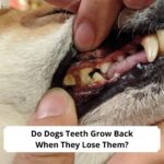 Do-Dogs-Teeth-Grow-Back-When-They-Lose-Them-template