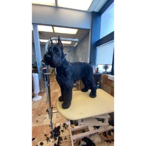 Do-Giant-Schnauzers-Make-Good-Protection-Dogs