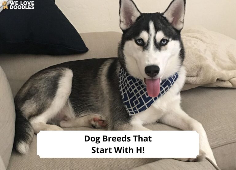 Dog-Breeds-That-Start-With-H-template