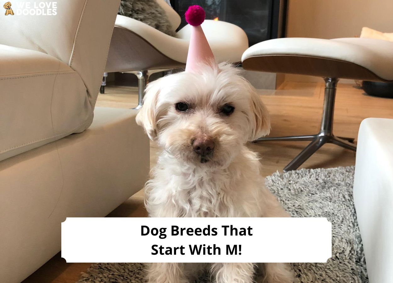 Dog Breeds That Start With M! (2023) We Love Doodles