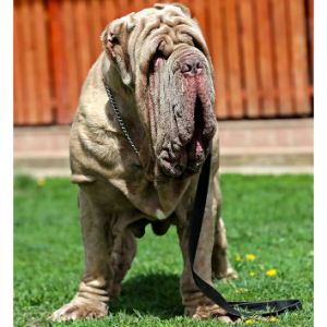 Dog-Breeds-That-Start-With-N