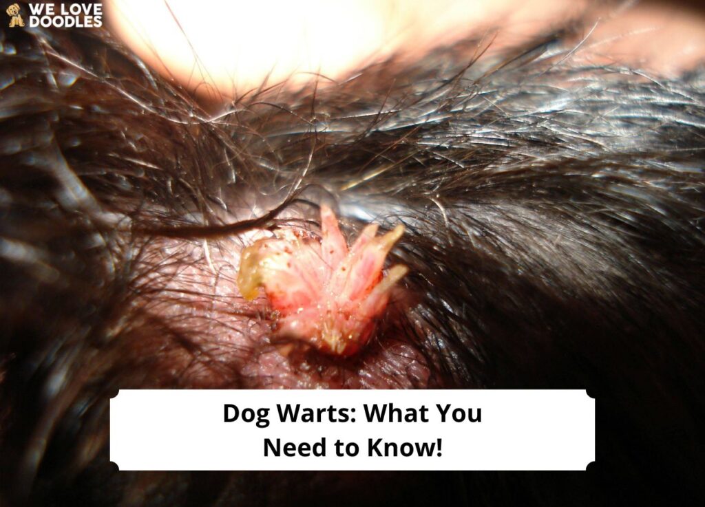 Dog-Warts-What-You-Need-to-Know-template