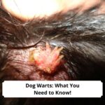 Dog-Warts-What-You-Need-to-Know-template