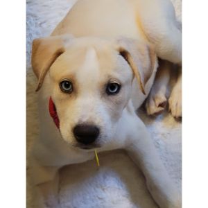 Dudley-Characteristics
