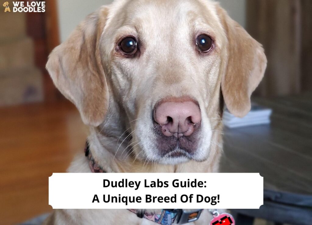 Dudley-Labs-Guide-A-Unique-Breed-Of-Dog-template
