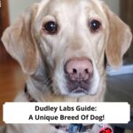 Dudley-Labs-Guide-A-Unique-Breed-Of-Dog-template