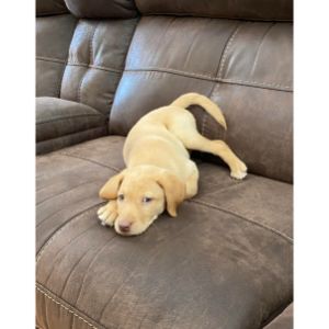 FAQs-About-Dudley-Labradors