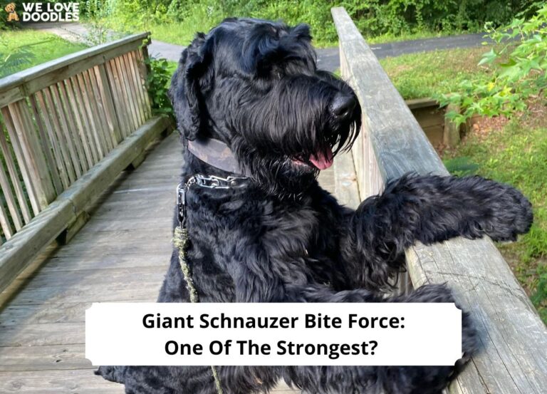 Giant-Schnauzer-Bite-Force-One-Of-The-Strongest-template