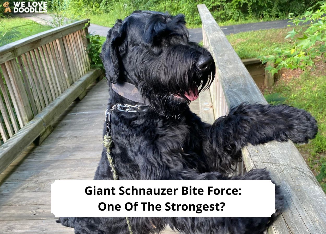 Monty The Giant Schnauzer 2024 Carmen Joella