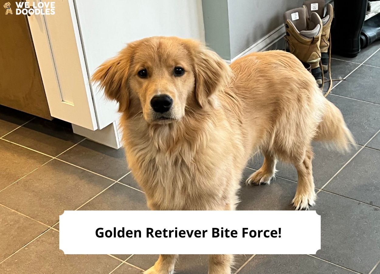 Golden Retriever Bite Force! (You'll Be Surprised) (2024) We Love Doodles