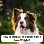 how-to-help-a-fat-border-collie-lose-weight