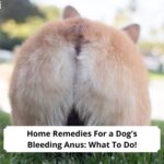 Home-Remedies-For-a-Dogs-Bleeding-Anus-What-To-Do-and-When-To-See-the-Vet-template