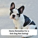 Home-Remedies-For-a-Sick-Dog-Not-Eating-template