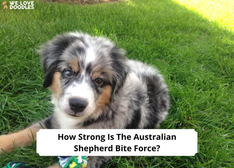 How-Strong-Is-The-Australian-Shepherd-Bite-Force-template