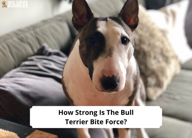 How-Strong-Is-The-Bull-Terrier-Bite-Force-template
