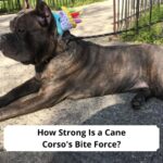 How-Strong-Is-a-Cane-Corsos-Bite-Force-template