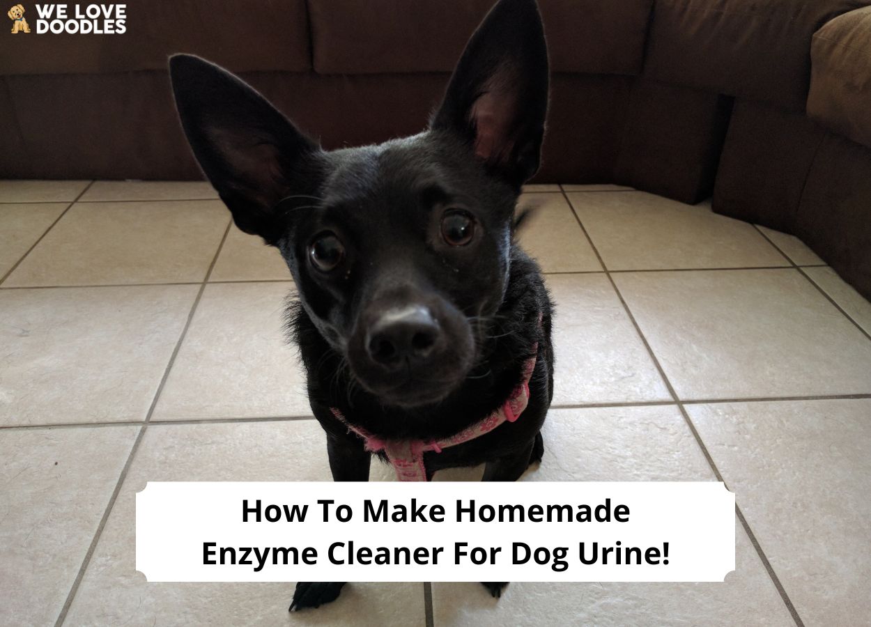 Homemade enzymatic cleaner for dog cheap urine