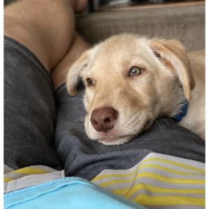 How-To-Train-a-Dudley-Labrador-Retriever
