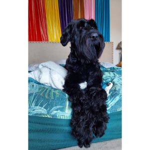 Physical-Characteristics-of-a-Giant-Schnauzer