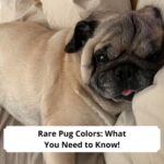 Rare-Pug-Colors-What-You-Need-to-Know-template