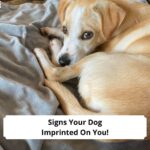 Signs-Your-Dog-Imprinted-On-You-template