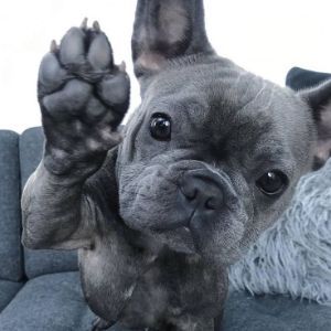 Best French Bulldog Jokes, Puns, and Memes! (2024) - We Love Doodles