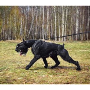 The-temperament-of-the-Giant-Schnauzer