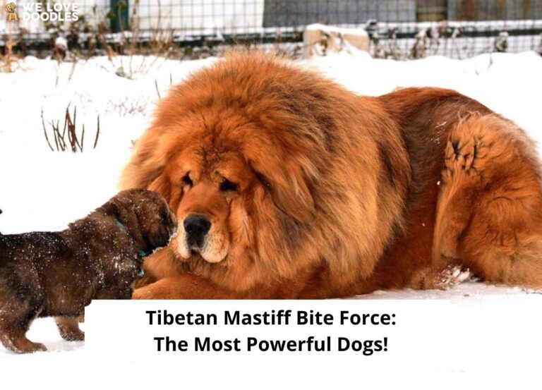 Tibetan-Mastiff-Bite-Force-The-Most-Powerful-Dogs-template