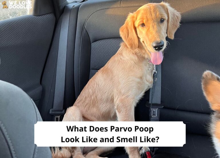 What-Does-Parvo-Poop-Look-Like-and-Smell-Like-template